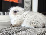 Aile Sıcaklığnda Büyüyen  Scottish Fold British Yvrlr