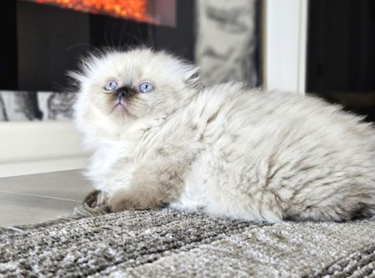 Aile Sıcaklığnda Büyüyen  Scottish Fold British Yvrlr görsel