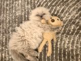 Aile Sıcaklığnda Büyüyen  Scottish Fold British Yvrlr