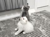 Aile Sıcaklığnda Büyüyen  Scottish Fold British Yvrlr