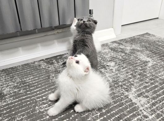 Aile Sıcaklığnda Büyüyen  Scottish Fold British Yvrlr görsel