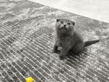 Aile Sıcaklığnda Büyüyen  Scottish Fold British Yvrlr