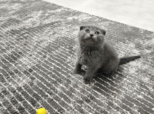 Aile Sıcaklığnda Büyüyen  Scottish Fold British Yvrlr görsel