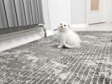 Aile Sıcaklığnda Büyüyen  Scottish Fold British Yvrlr