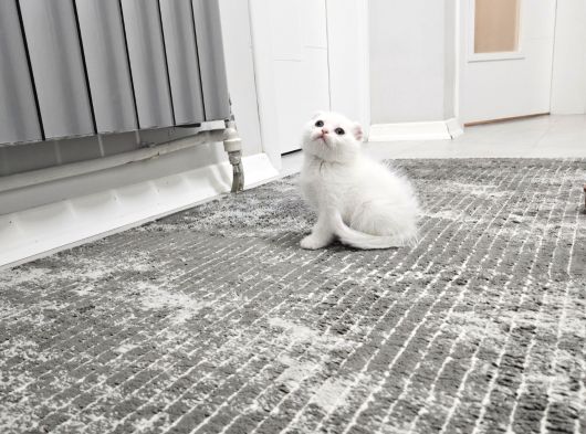 Aile Sıcaklığnda Büyüyen  Scottish Fold British Yvrlr görsel