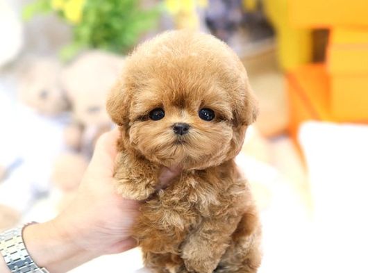 Evinizin Gozdesi Toy Poodle Yavrularim  görsel