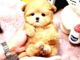 Kore Maltipoo Cocuklarim  