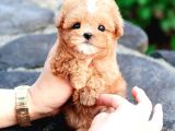 KOREAN EXPORT TOY POODLE BEBEKLERİM
