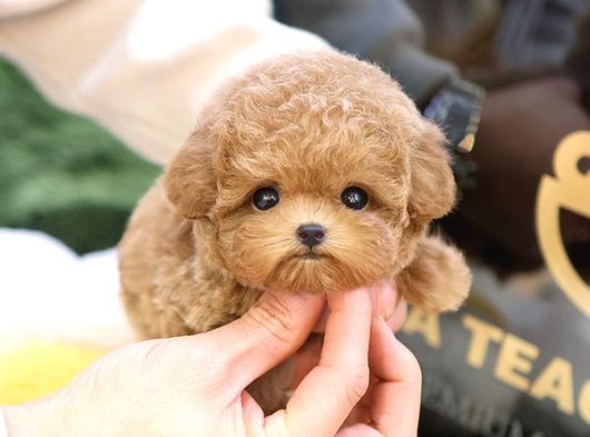 Dunyalar Guzeli Toy Poodle Bebeklerimiz  görsel