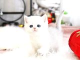 A Scr Belgeli British Shorthair Yavrularimiz 