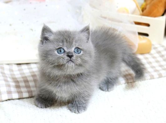 Mutluluk Deposu British Shorthair Yavrularim
