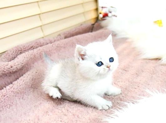 A Scr Belgeli British Shorthair Yavrularimiz  görsel