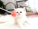 A Scr Belgeli British Shorthair Yavrularimiz 