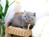 Mutluluk Deposu British Shorthair Yavrularim