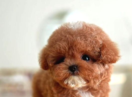 Sevgi Dolu Toy Poodle Yavrularim görsel