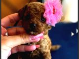 Kore teacup babadan teacup poodle bebekler
