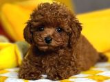 Aşıları Tam Teslime Hazır Safkan Toypoodle