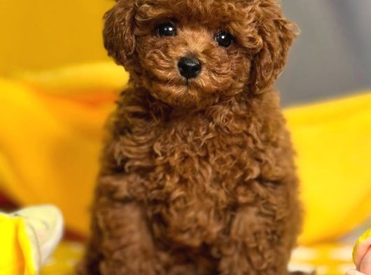 Aşıları Tam Teslime Hazır Safkan Toypoodle