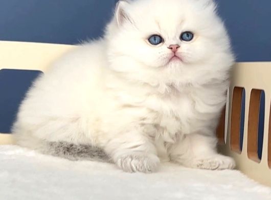 İpeksi tüylü Silver British Longhair