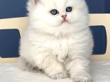 İpeksi Tüylü Silver British Longhair