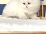 İpeksi Tüylü Silver British Longhair