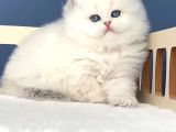İpeksi Tüylü Silver British Longhair