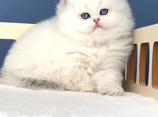 İpeksi Tüylü Silver British Longhair görsel