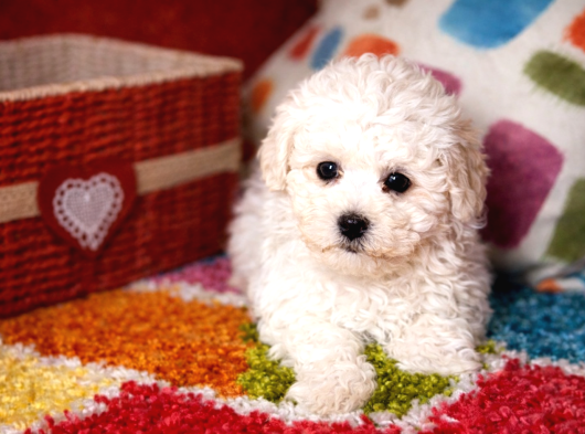 Safkan Bichon Frise Yavrularımız Sevgiyle Büyütülüyorlar görsel