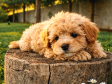 Herbiri Birbirinden Kıymetli Maltipoo Yavrularımız