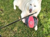 Husky Köpeğimize Bahçeli Ev Arıyoruz