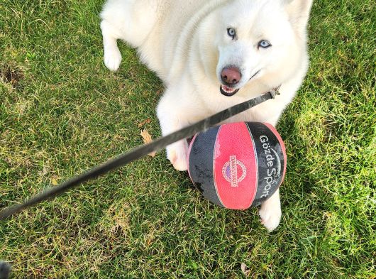 Husky Köpeğimize Bahçeli Ev Arıyoruz görsel