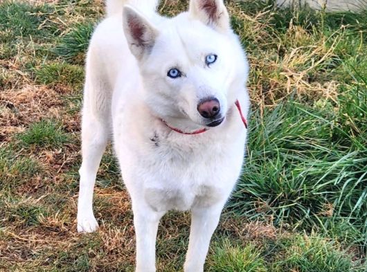 Husky Köpeğimize Bahçeli Ev Arıyoruz