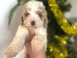 Malti̇poo Yavrularimiz Hazir