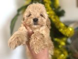 Malti̇poo Yavrularimiz Hazir