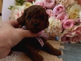 Ruhsatli Köpek Çi̇ftli̇ği̇nden Toypoodle Yavrularimiz