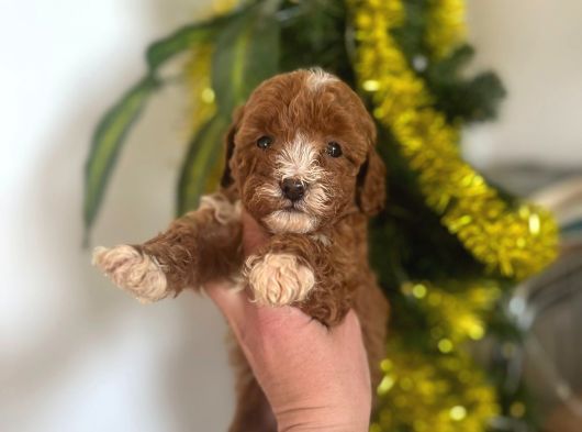 Malti̇poo Yavrularimiz Hazir