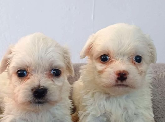 Maltese Yavrular Hazir görsel