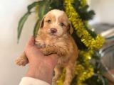 Malti̇poo Yavrularimiz Hazir