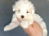 Maltese Yavrular Hazir