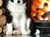 Oyucincu Ve Zeki Safkan Border Collie Yavruları
