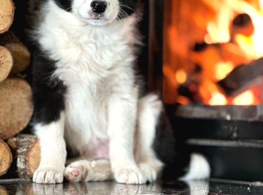 Oyucincu Ve Zeki Safkan Border Collie Yavruları görsel