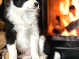 Oyucincu Ve Zeki Safkan Border Collie Yavruları
