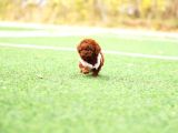 21 ŞAMPİYON KAB HATTINDAN TOY POODLE BEBEĞİMİZ