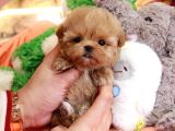 Şeker Topuu Tadinda Malti̇poo Bebeği̇mi̇z