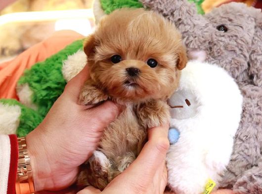 Şeker Topuu Tadinda Malti̇poo Bebeği̇mi̇z görsel