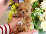 Şeker Topuu Tadinda Malti̇poo Bebeği̇mi̇z