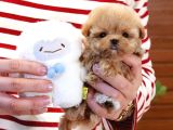 ŞEKER TOPUU TADINDA MALTİPOO BEBEĞİMİZ