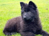 Long Hair Black ALMAN KURDU YAVRULARI
