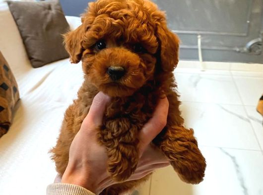 Poodle Çiftliğinden Mükemmel Poodle Yavrularımız