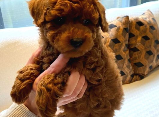 Poodle Çiftliğinden Mükemmel Poodle Yavrularımız görsel